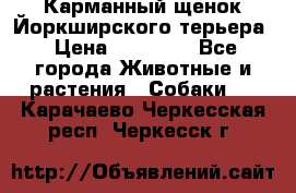 Карманный щенок Йоркширского терьера › Цена ­ 30 000 - Все города Животные и растения » Собаки   . Карачаево-Черкесская респ.,Черкесск г.